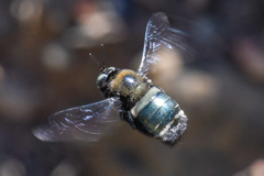 Xylocopa californica californica