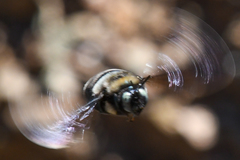 Xylocopa californica californica
