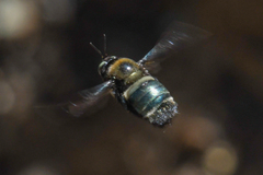 Xylocopa californica californica