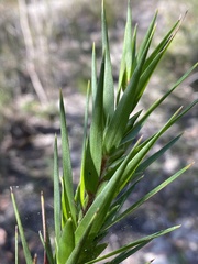 Styphelia longifolia