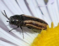 Acmaeodera quadrivittata