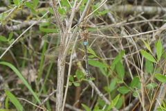 Anax ephippiger