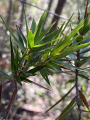 Styphelia longifolia