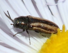 Acmaeodera quadrivittata