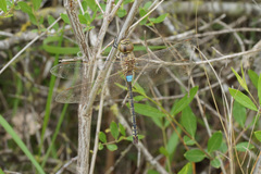 Anax ephippiger