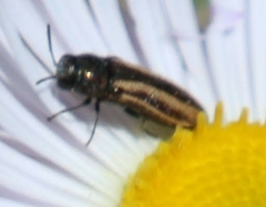 Acmaeodera quadrivittata