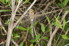 Anax ephippiger
