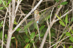 Anax ephippiger