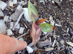Persicaria microcephala