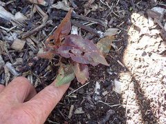 Persicaria microcephala
