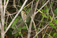 Anax ephippiger