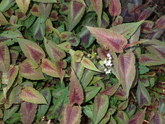 Persicaria microcephala
