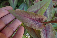 Persicaria microcephala