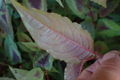 Persicaria microcephala