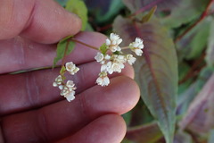 Persicaria microcephala