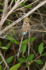 Anax ephippiger