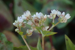 Persicaria microcephala