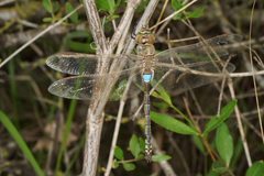 Anax ephippiger