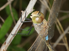 Anax ephippiger