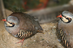Alectoris chukar