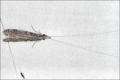 Triplectides similis