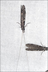 Triplectides similis