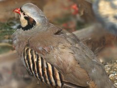 Alectoris chukar