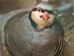 Alectoris chukar