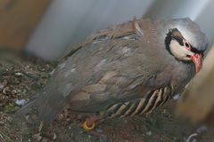 Alectoris chukar