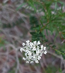 Platysace stephensonii