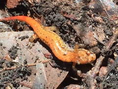 Desmognathus ocoee