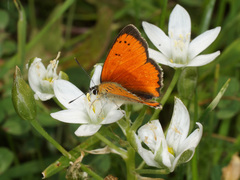 Lycaena ottomanus