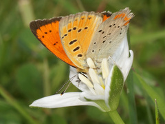 Lycaena ottomanus