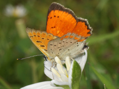 Lycaena ottomanus