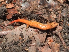Desmognathus ocoee