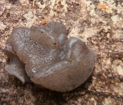 Exidia novozealandica