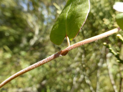 Muehlenbeckia complexa grandifolia