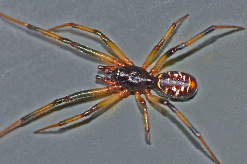 Black Cobweb Spider