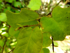 Muehlenbeckia complexa grandifolia