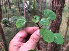 Plectranthus verticillatus