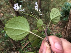 Plectranthus verticillatus