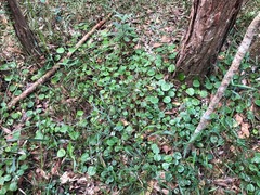 Plectranthus verticillatus