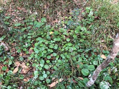 Plectranthus verticillatus