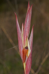 Serapias politisii