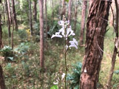 Plectranthus verticillatus