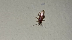 Ischnoptera bilunata