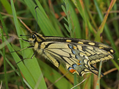 Papilio machaon syriacus
