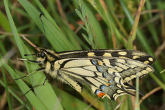 Papilio machaon syriacus
