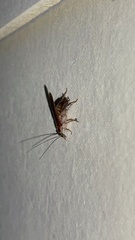 Ischnoptera bilunata