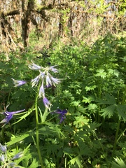 Delphinium trolliifolium